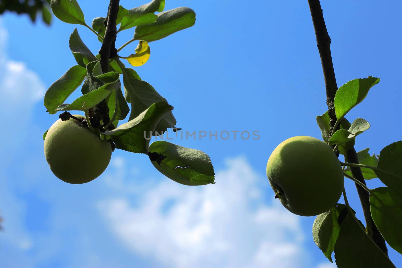 Green And Red Apple Hanging On Tree against blue sky