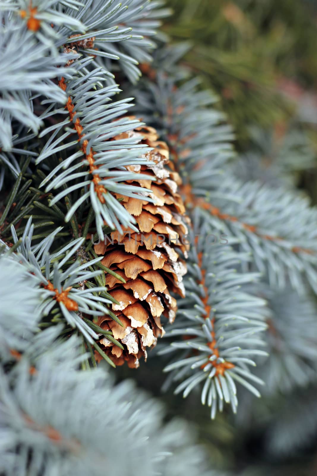 Pincone hanging on the fir tree branch
