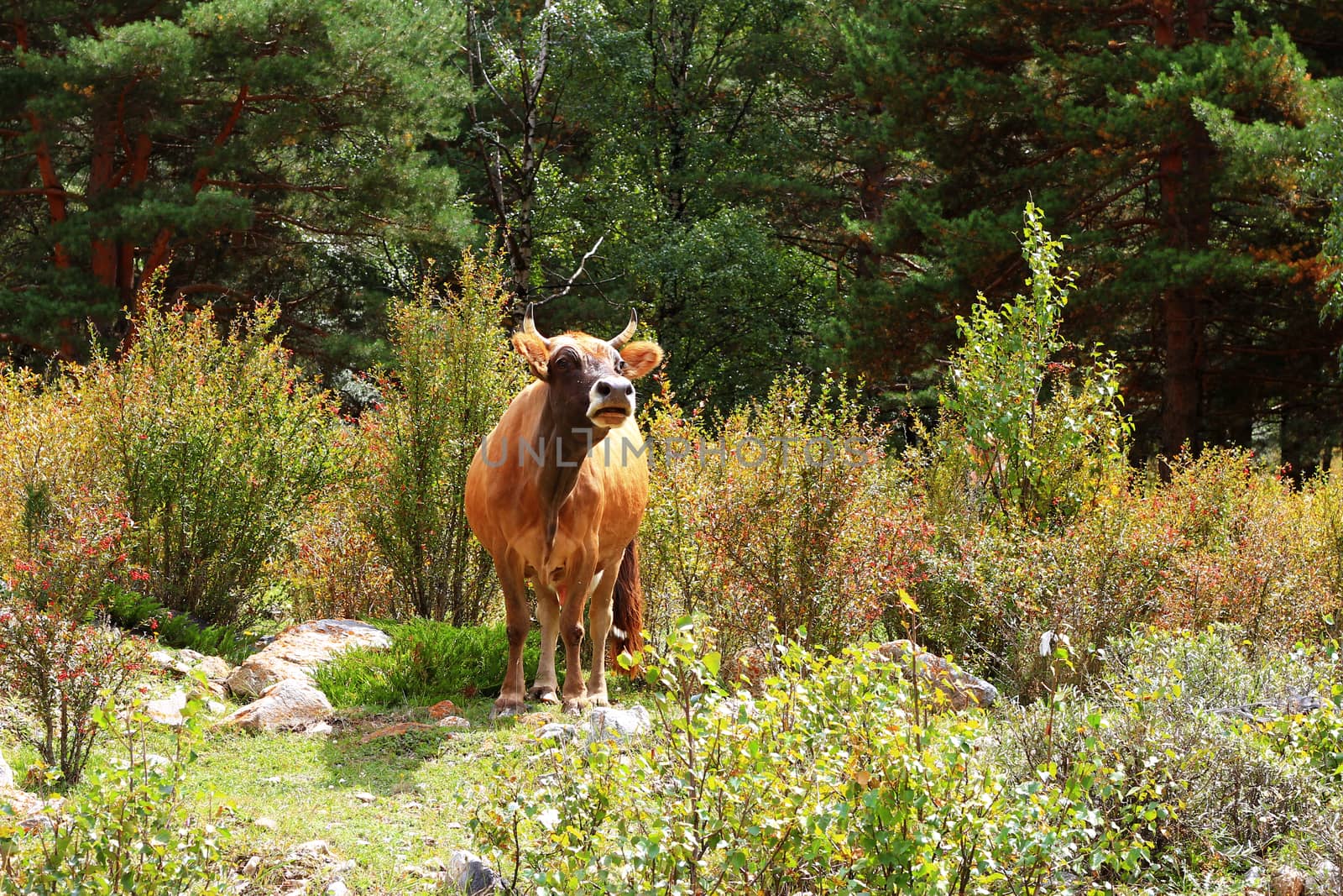 A cow standing on the summer meadow by scullery