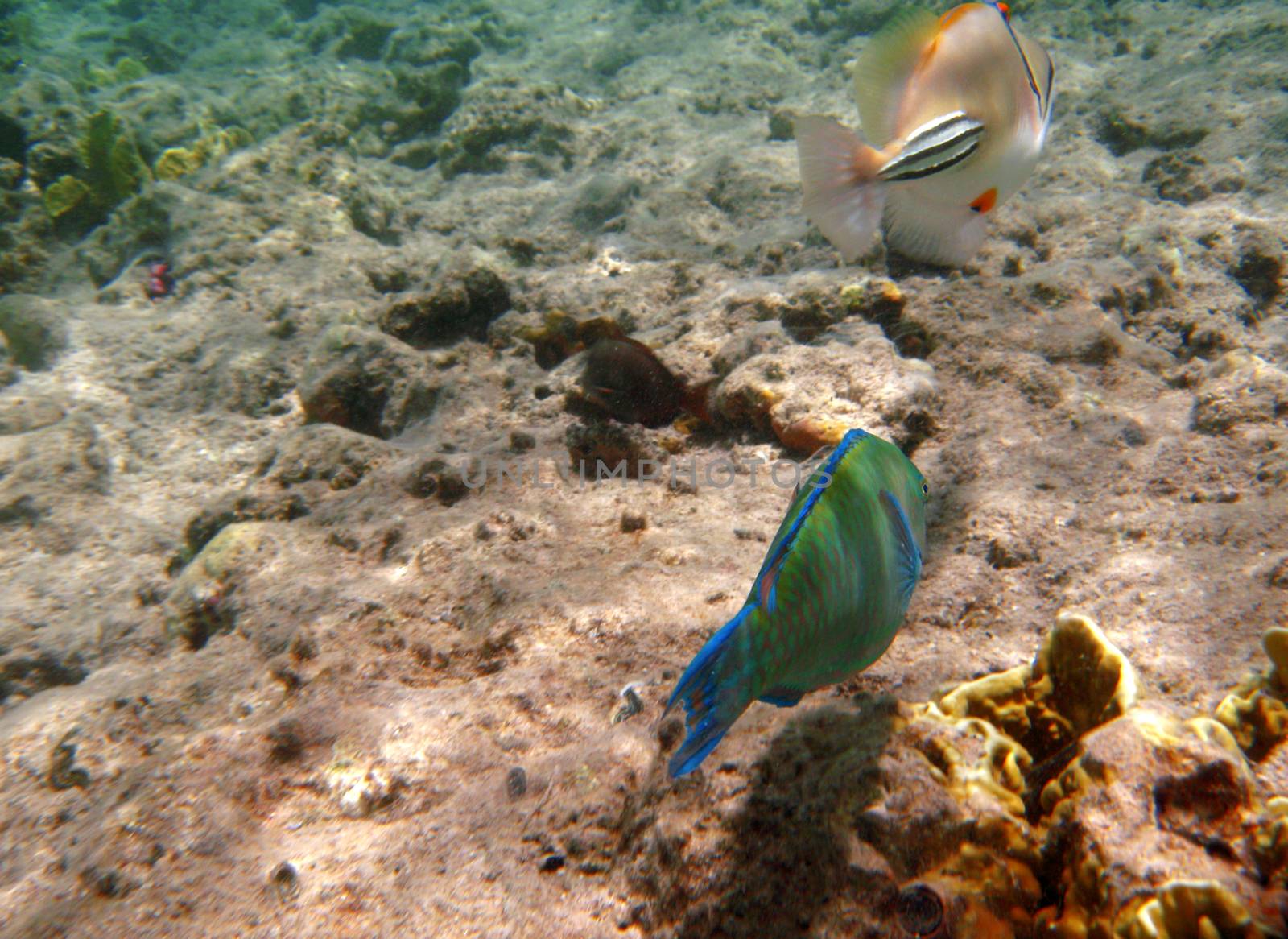 Tropical exotic fish underwater. The pseododax moluccanus