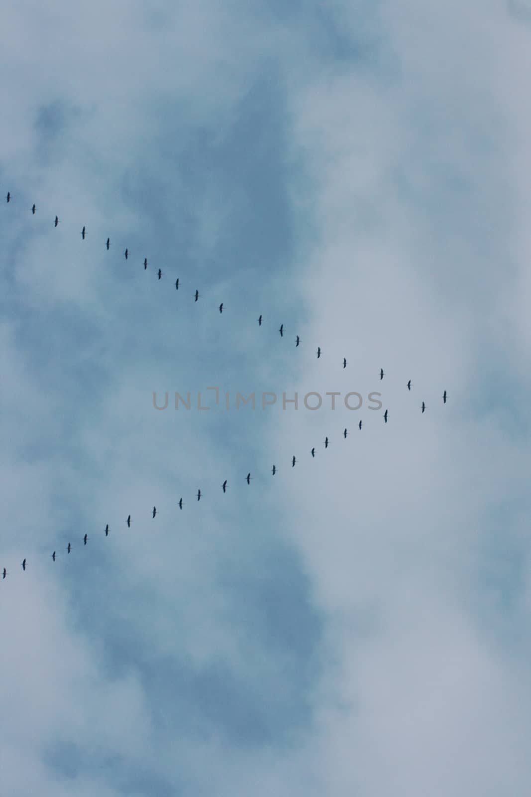 Migratory birds flying in formation on the way to the south