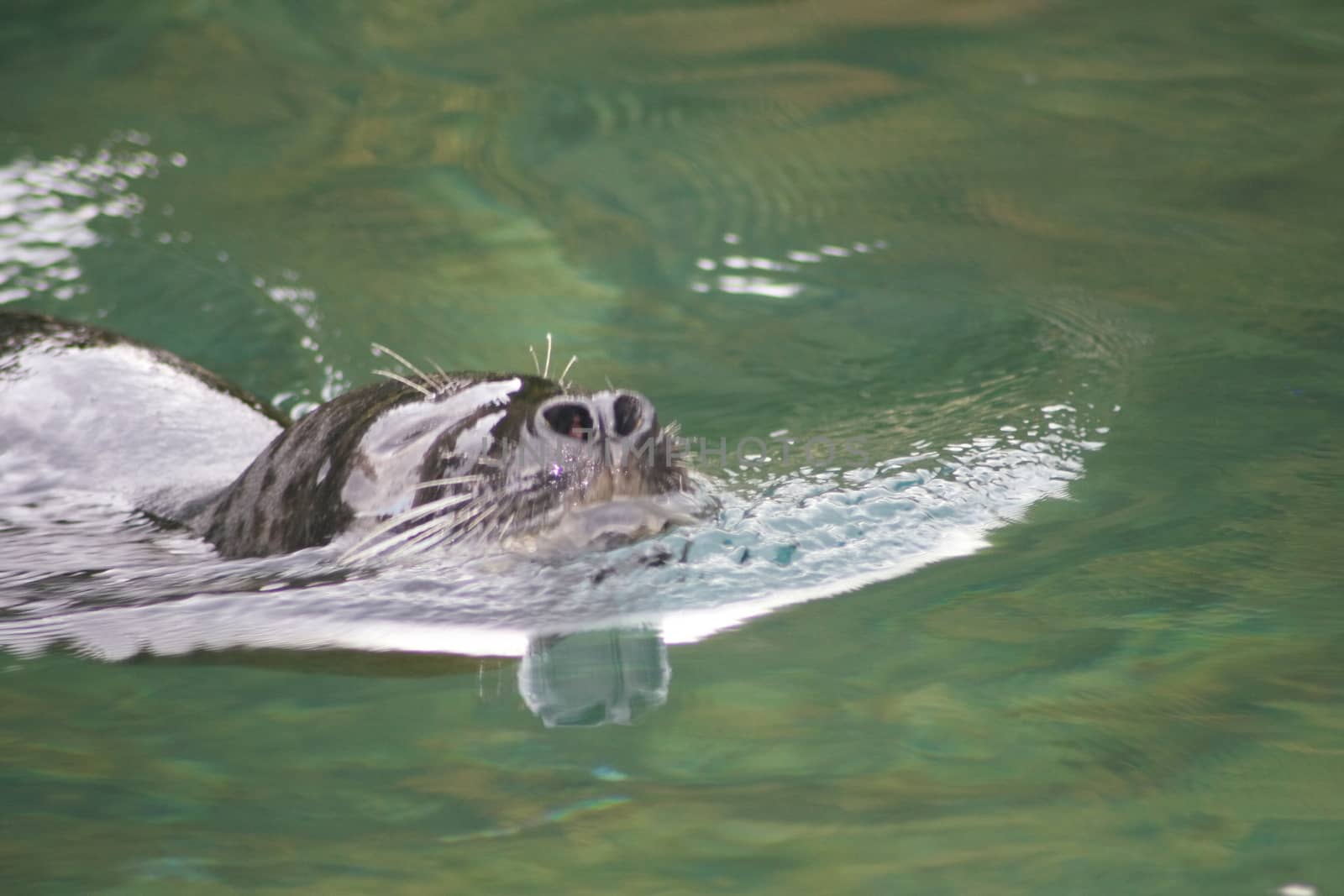 Detail view of a floating seal (Phoca vitulina)