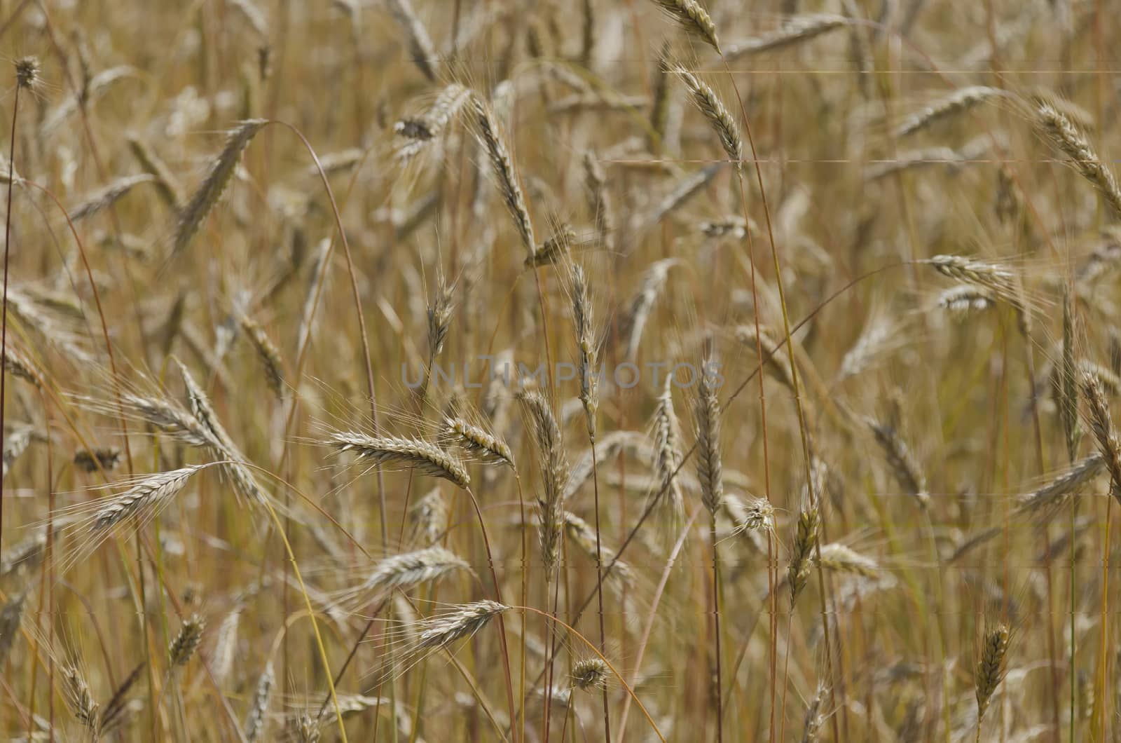 Summer wheat field in mountain