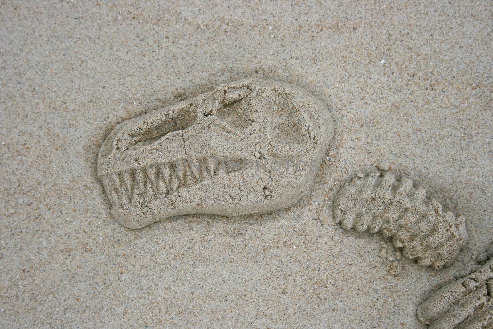 Molded sand contours of a T Rex