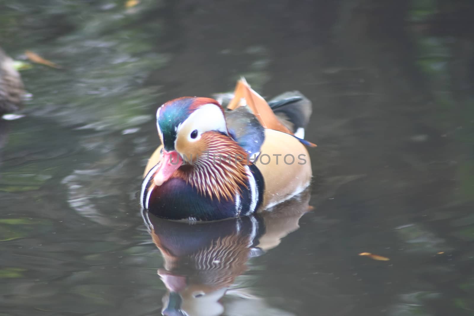 a male Mandarin duck (Aix galericulata) in water