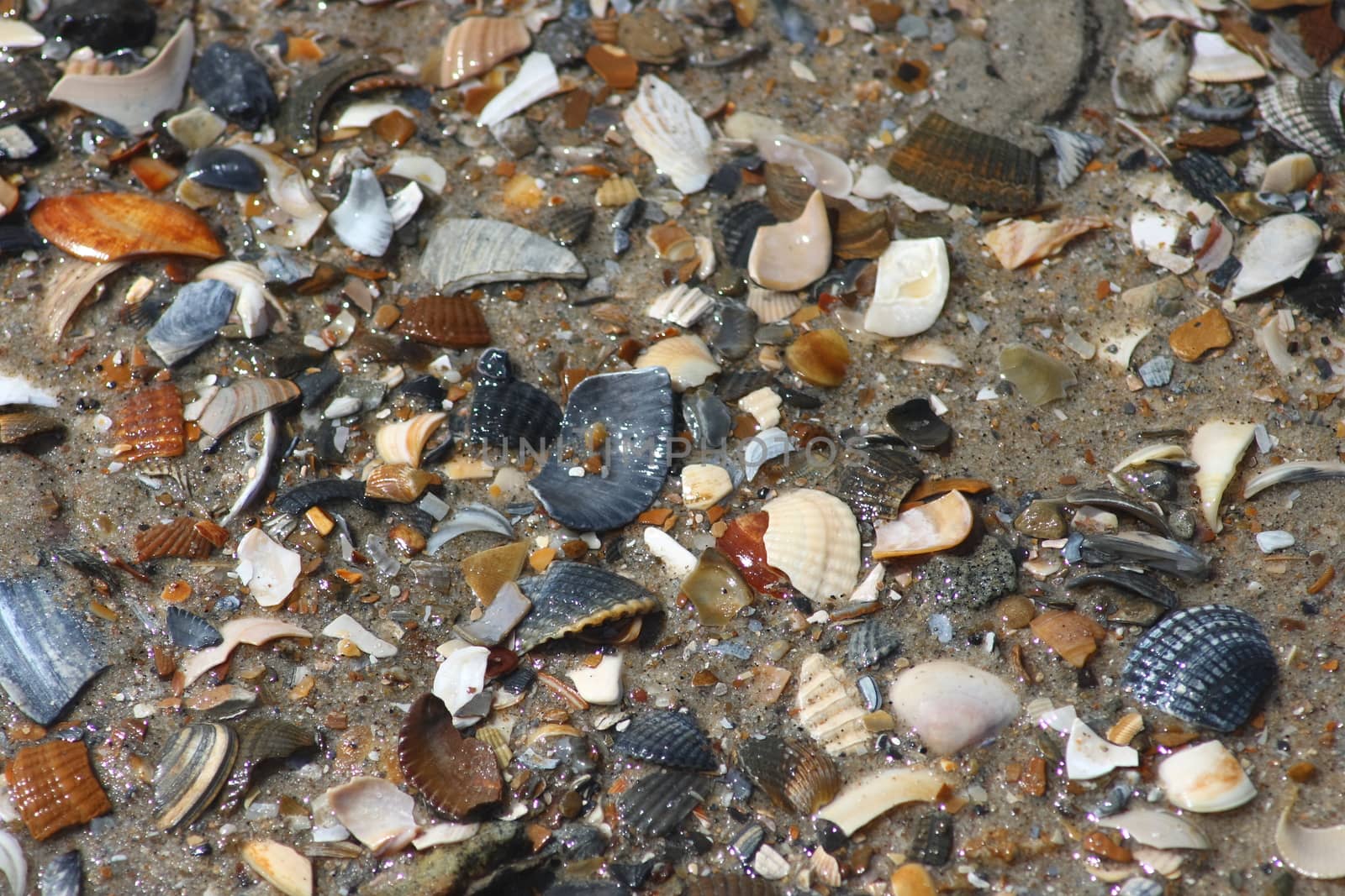 a collection of colorful shells in the sand