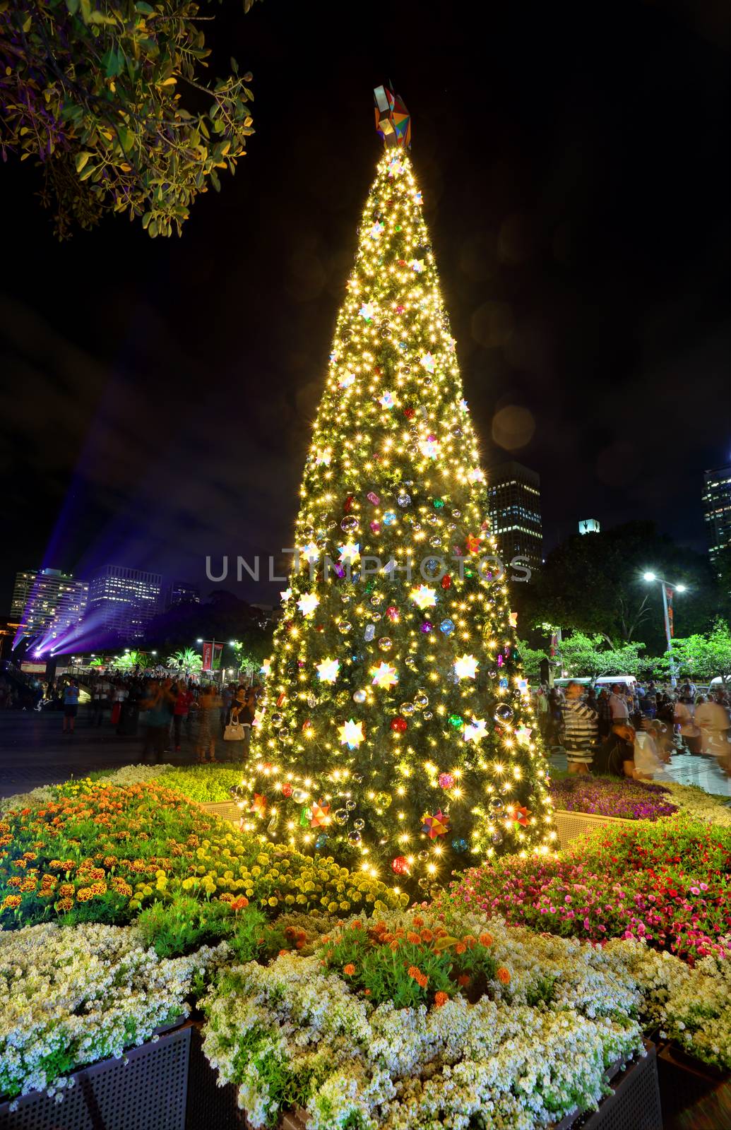 Christmas Tree at St Mary's Cathedral Sydney by lovleah