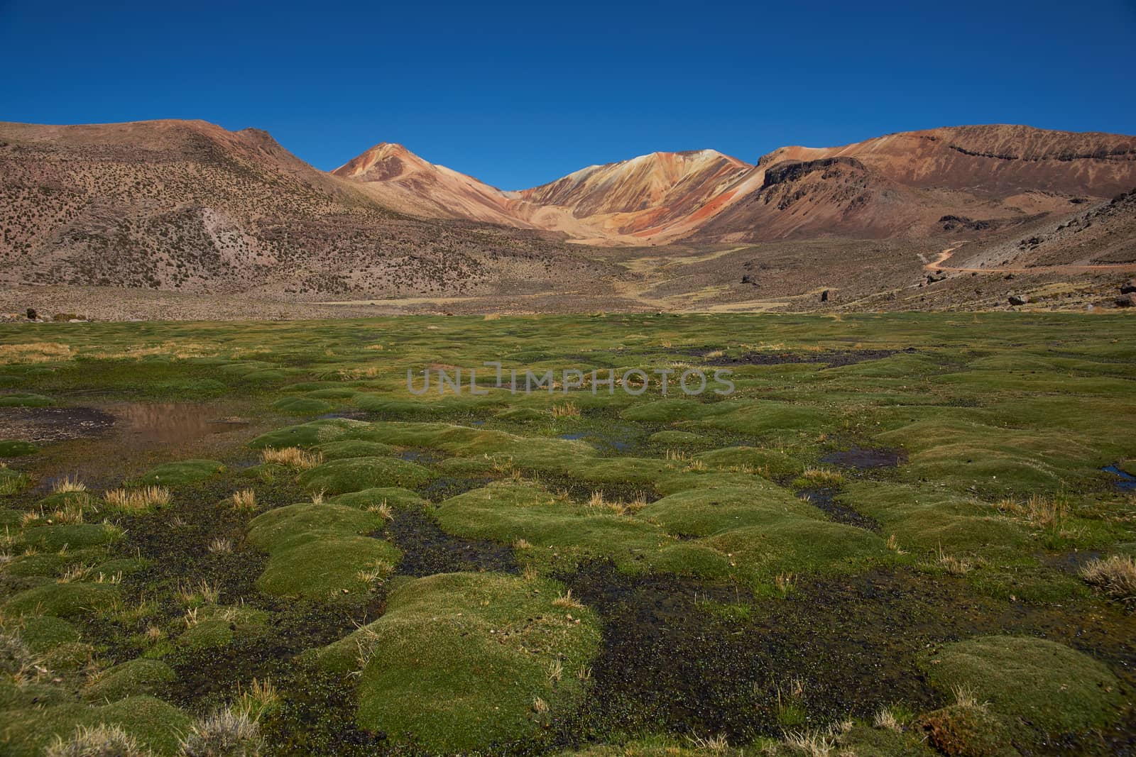 Coarse green grass covering a wetland area, also known as a bofedal in Spanish, high in the Atacama desert of north east Chile near Lauca National Park.