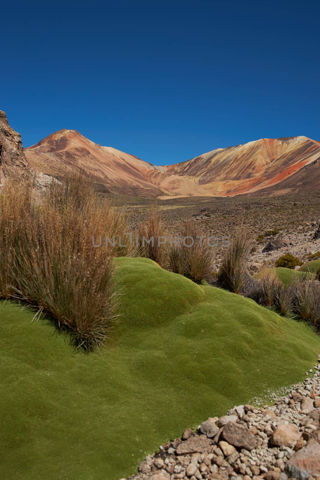 Colourful mountains at Suriplaza in the Atacama Desert of north east Chile. The green plants in the foreground are rare native cushion plant known as Azorella compacta, also called llareta in Spanish. The altitude is in excess of 4,000 metres.