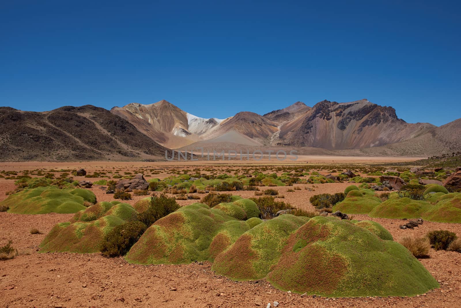 Colourful mountains at Suriplaza in the Atacama Desert of north east Chile. The green plants in the foreground are rare native cushion plant known as Azorella compacta, also called llareta in Spanish. The altitude is in excess of 4,000 metres.