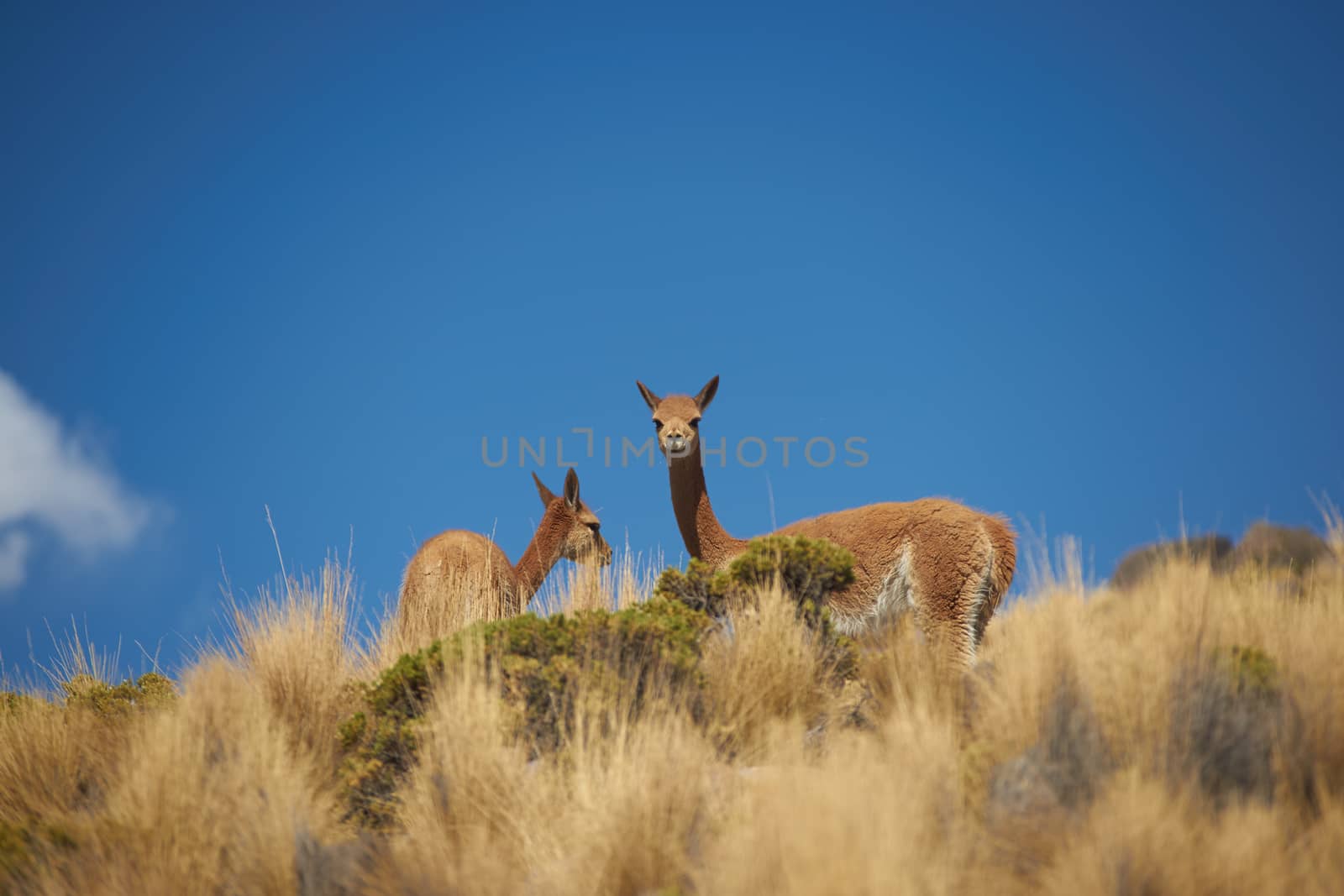 Group of vicuna (Vicugna vicugna) crossing the altiplano in Lauca National Park, northern Chile