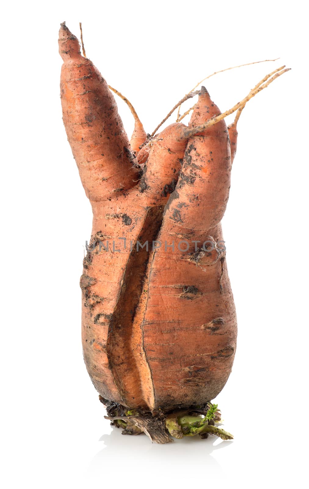 Carrot of unusual form isolated on a white background