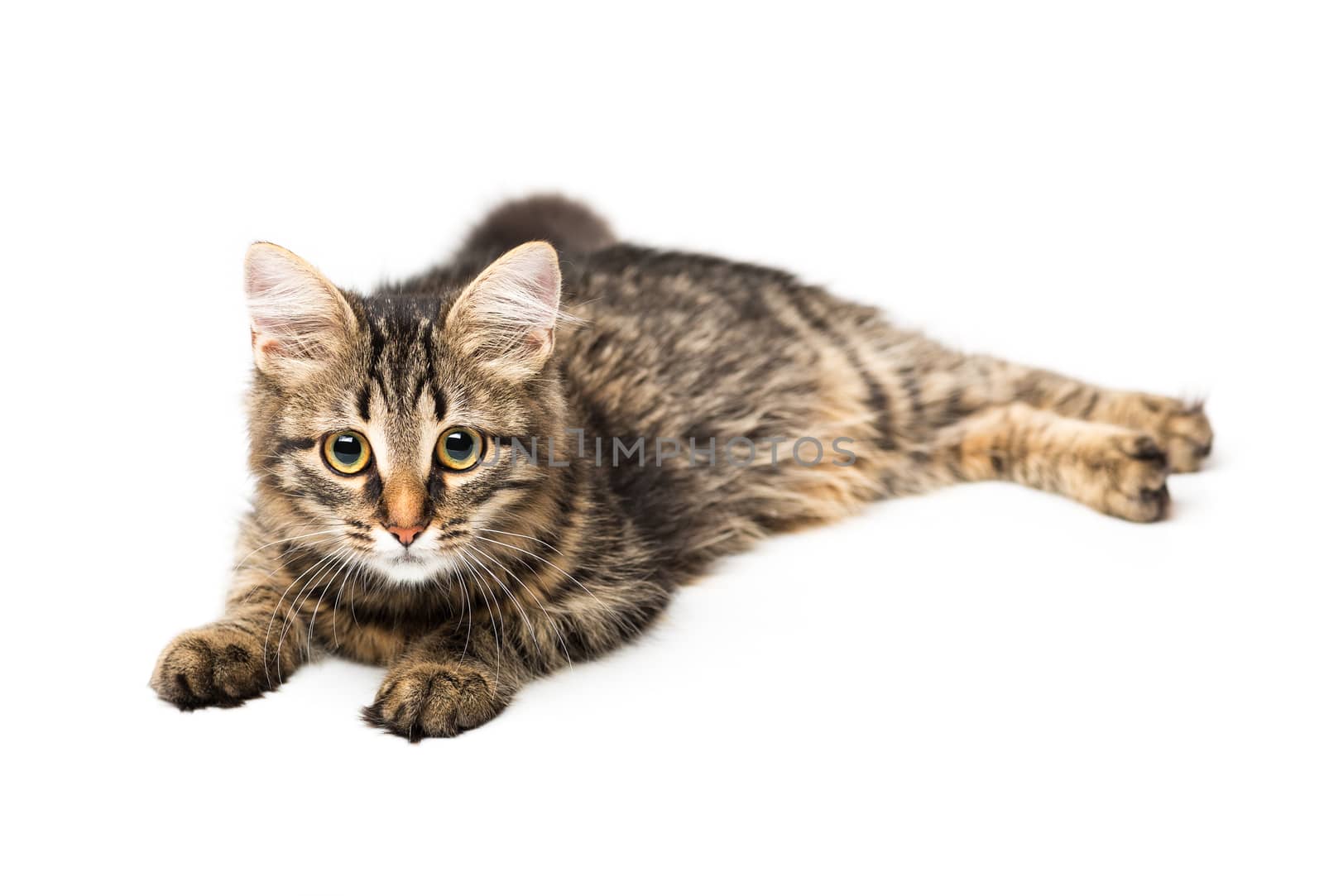 Cute kitten with isolated on white by vlad_star