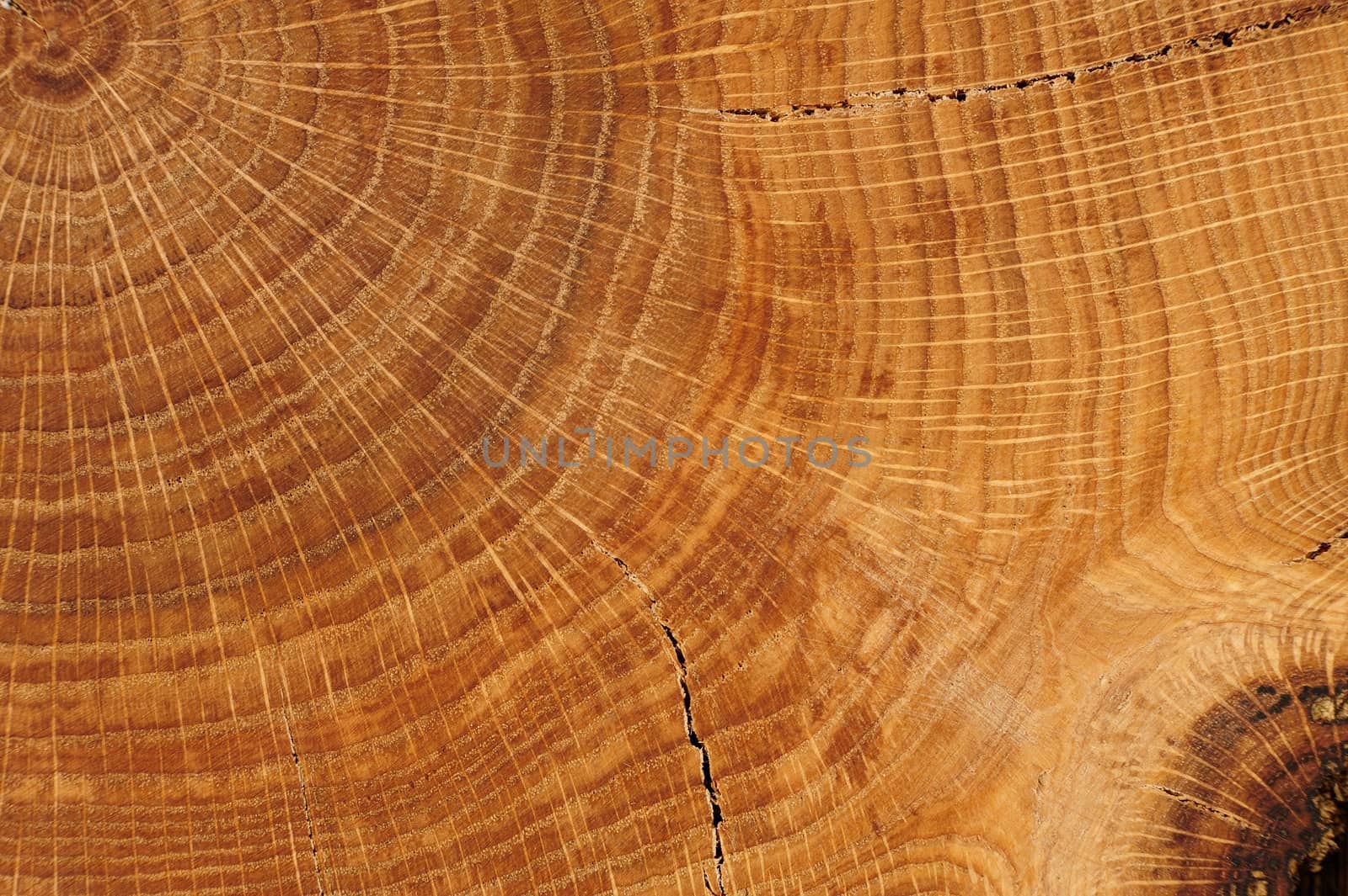 Oak board with growth rings close up macro