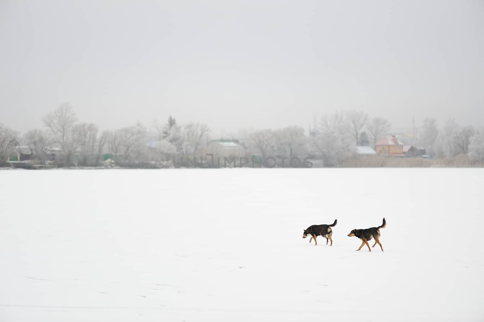 Two black stray dogs in snow-covered field in Russia