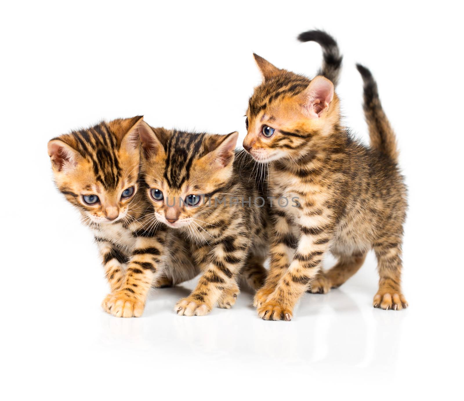 Three Bengal kitten with reflection on white background