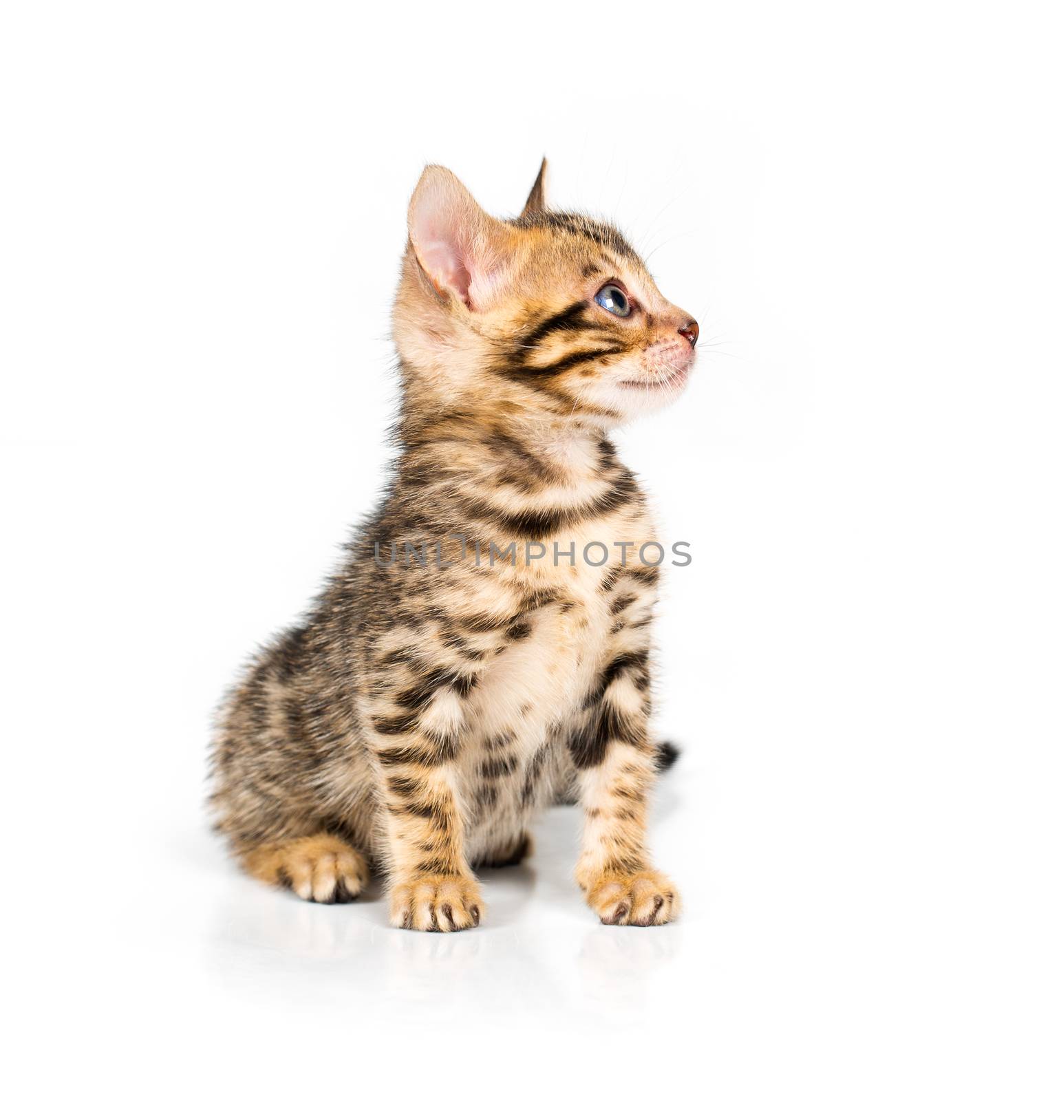 Bengal kitten with reflection on white background