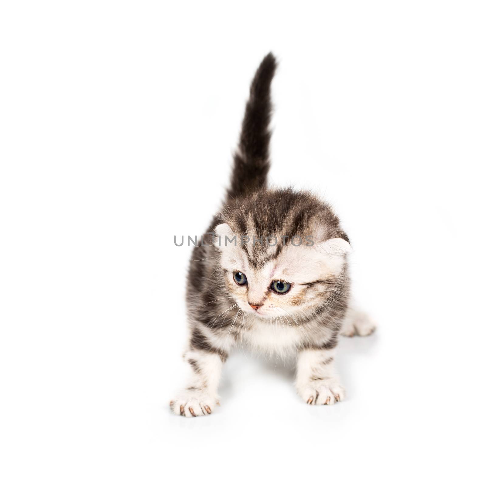 Scottish Fold kitten with reflection on white background