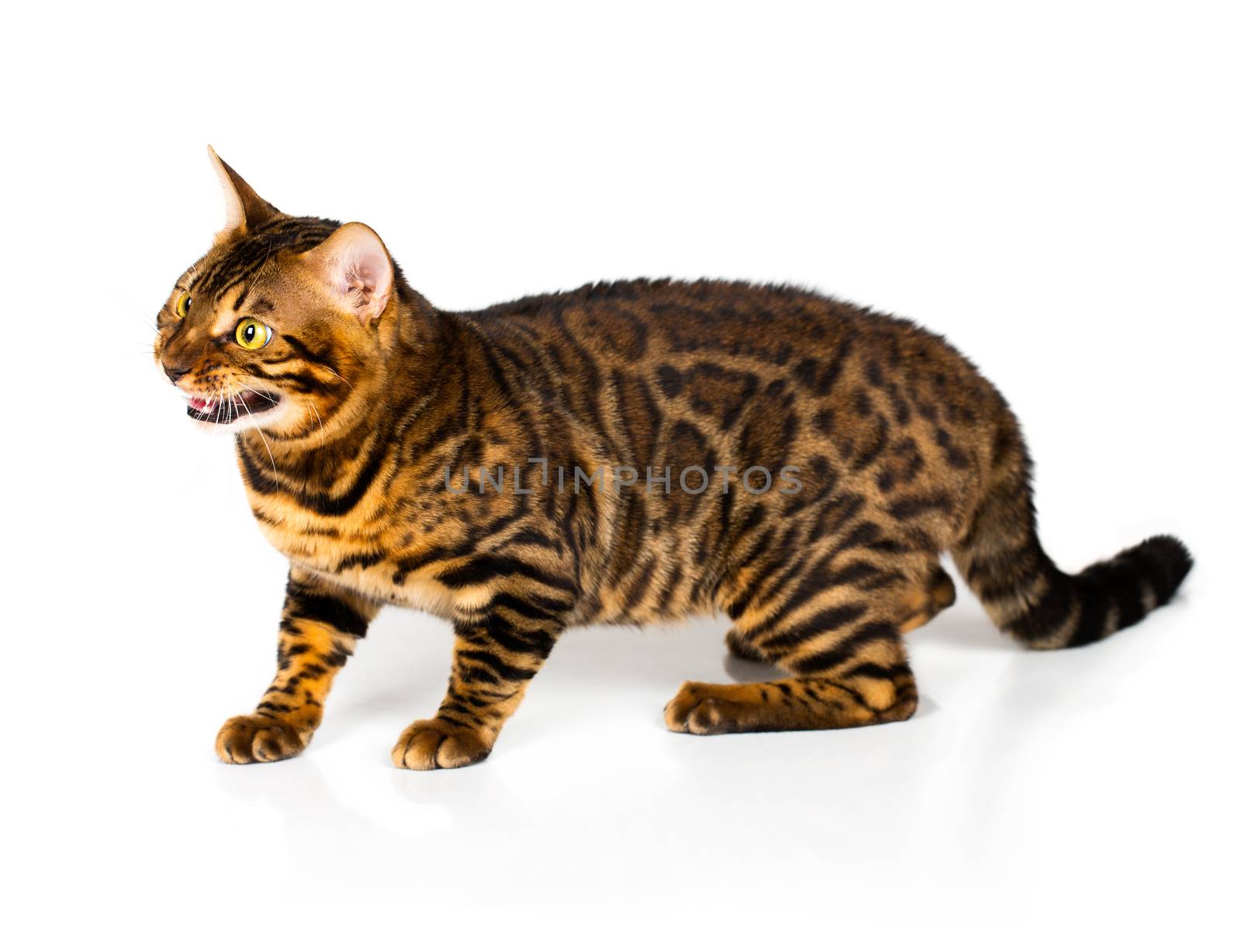 Bengal cat with reflection on white background