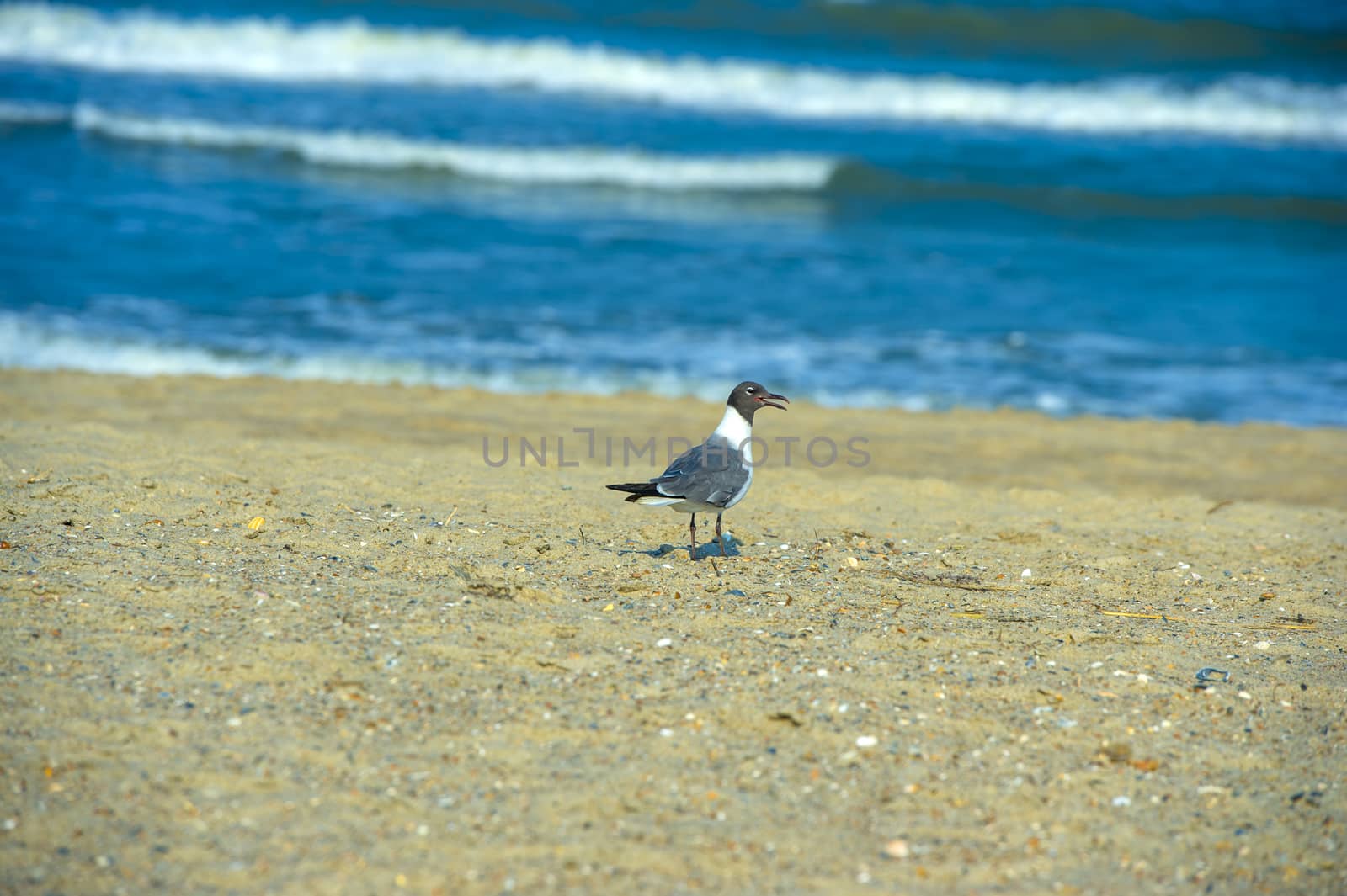 a black headed gull at a local beach