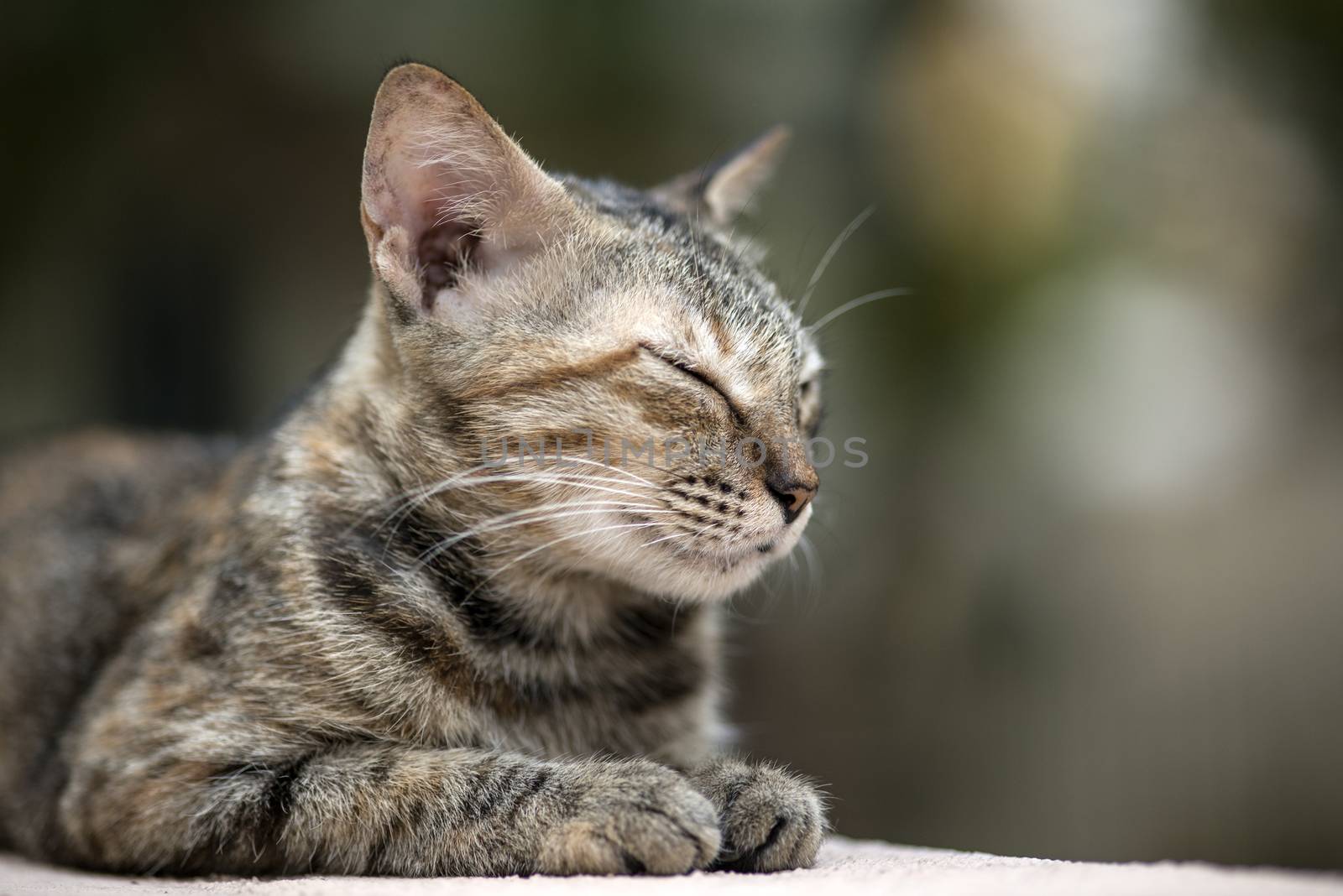 A stray cat walking on a wall