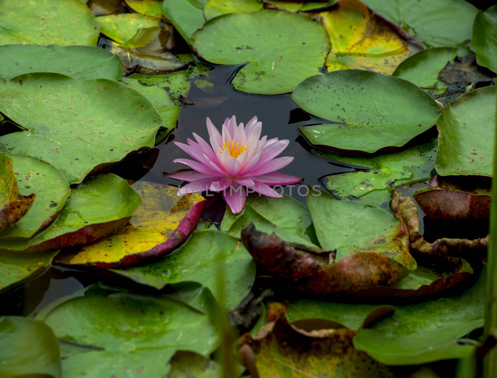 Beautiful Pink lily water plant with reflection in a pond