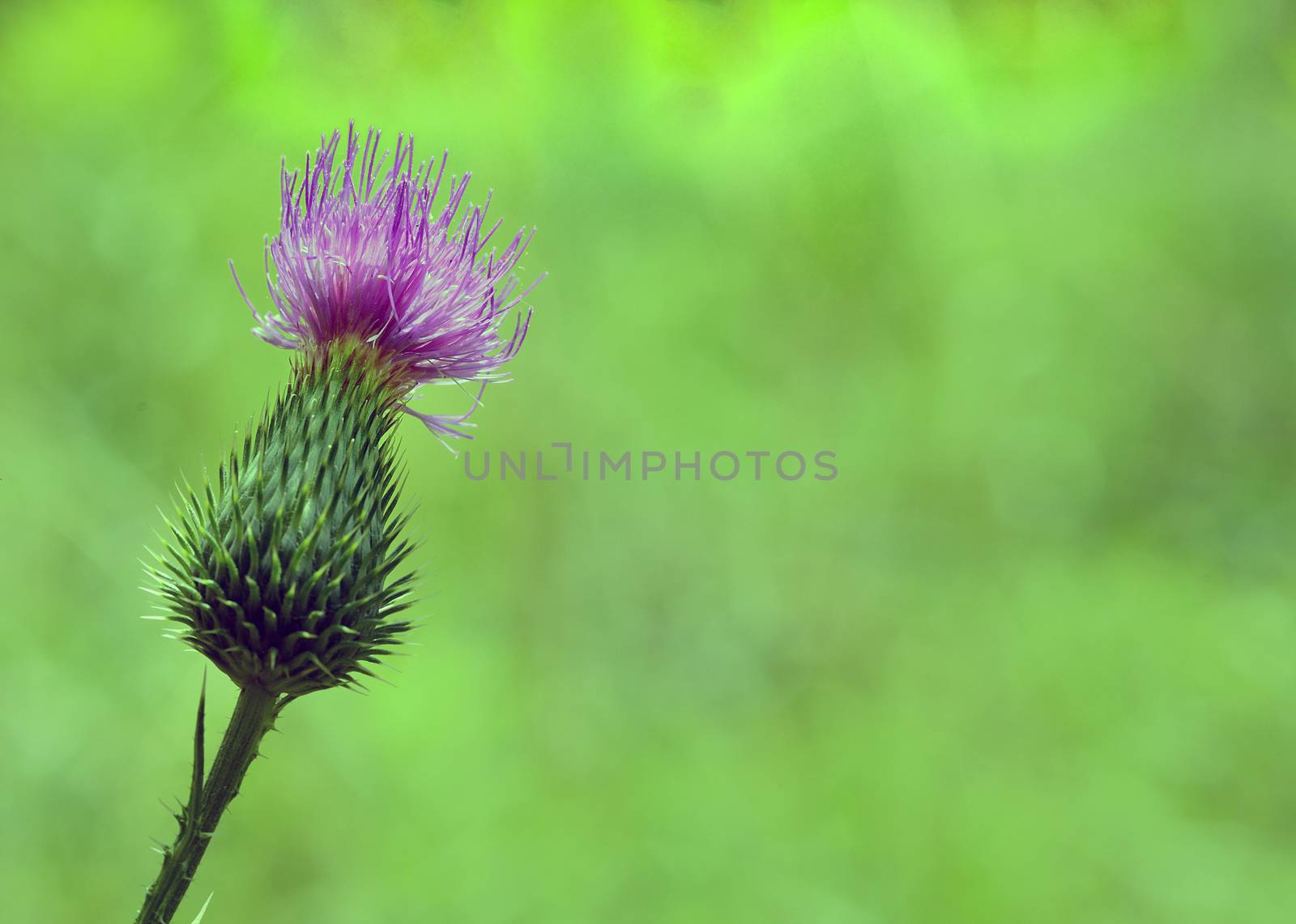 pink milk thistle flower in bloom in spring