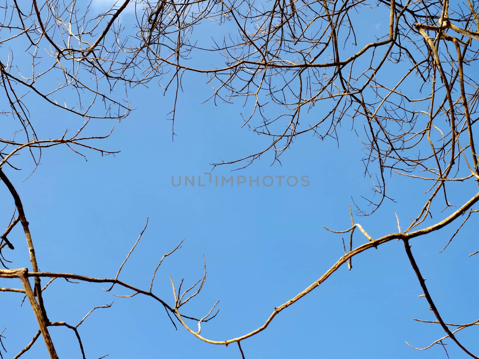 Branches of dry wood with blue sky space background