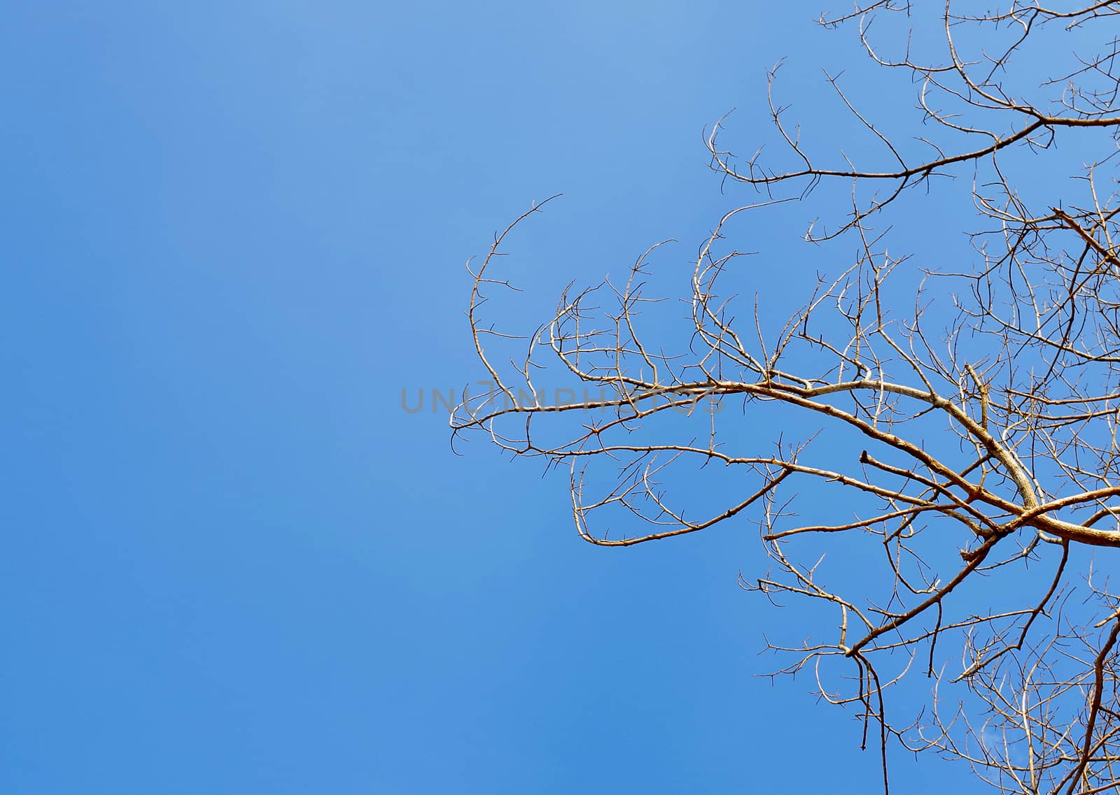 Branches of dry wood with blue sky space background