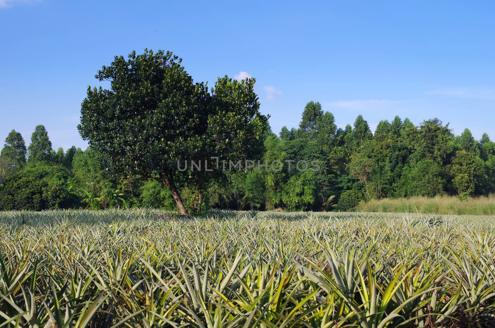 Organic Pineapple farm in Thailand