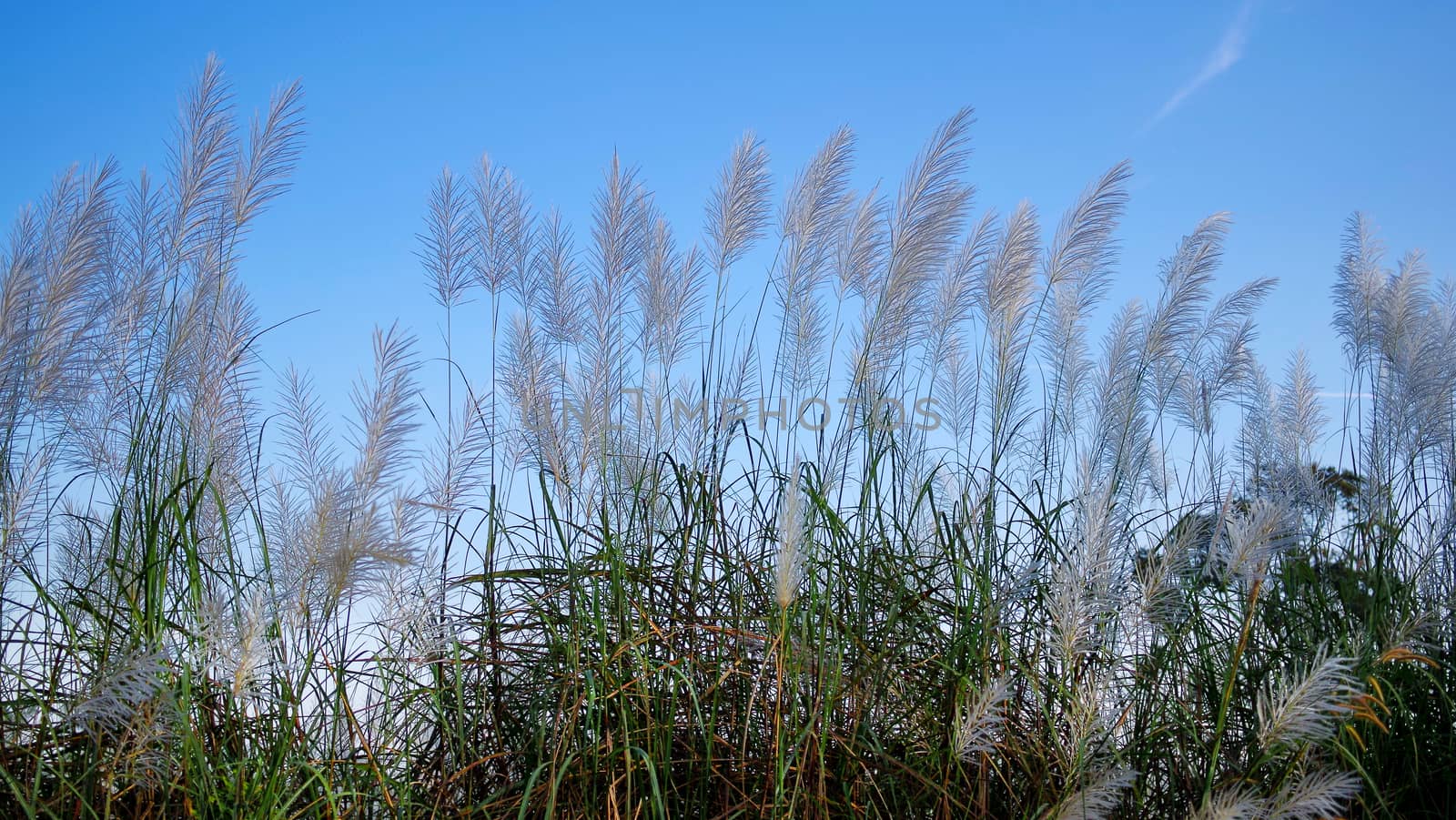 Flower plant with blue sky by pixbox77