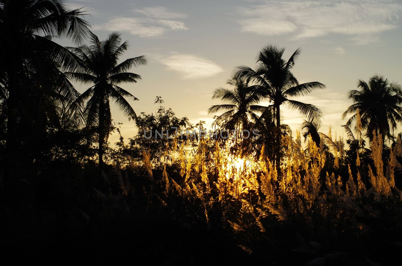 Tropical sunset with tree silhouette in countryside of Thailand