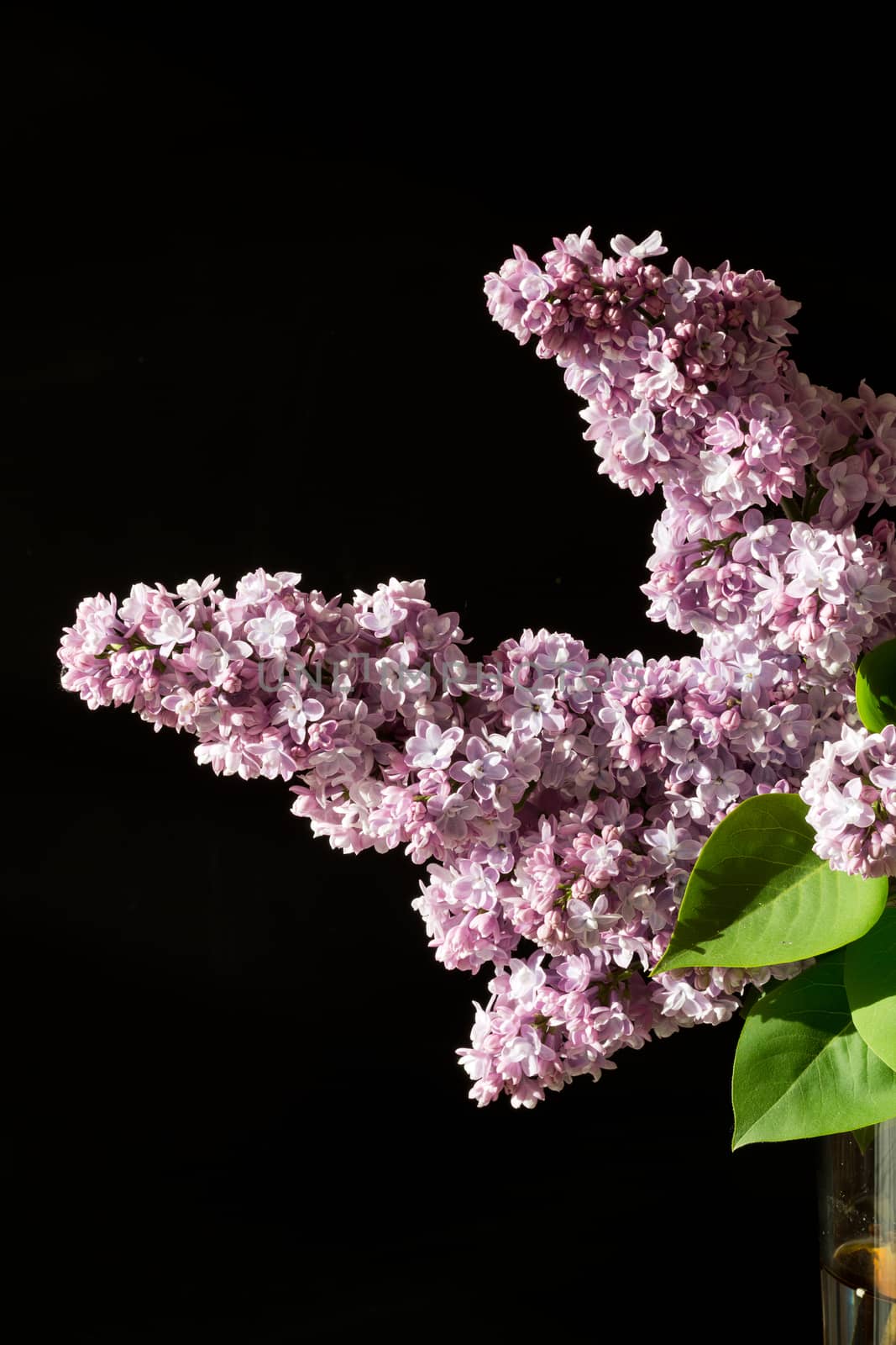 branch of lilac isolated on black background