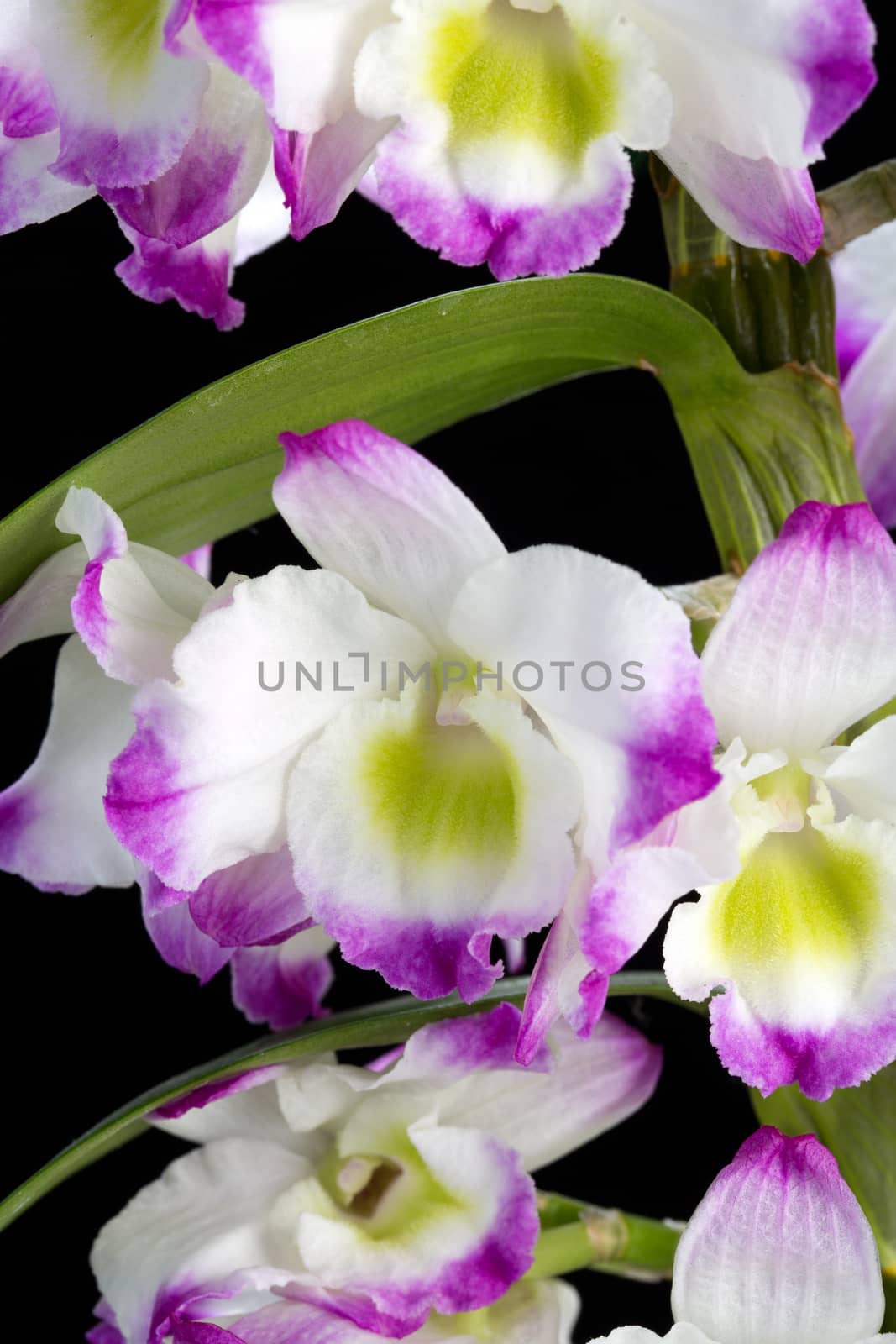 Dendrobium Orchid hybrids. Isolated on black