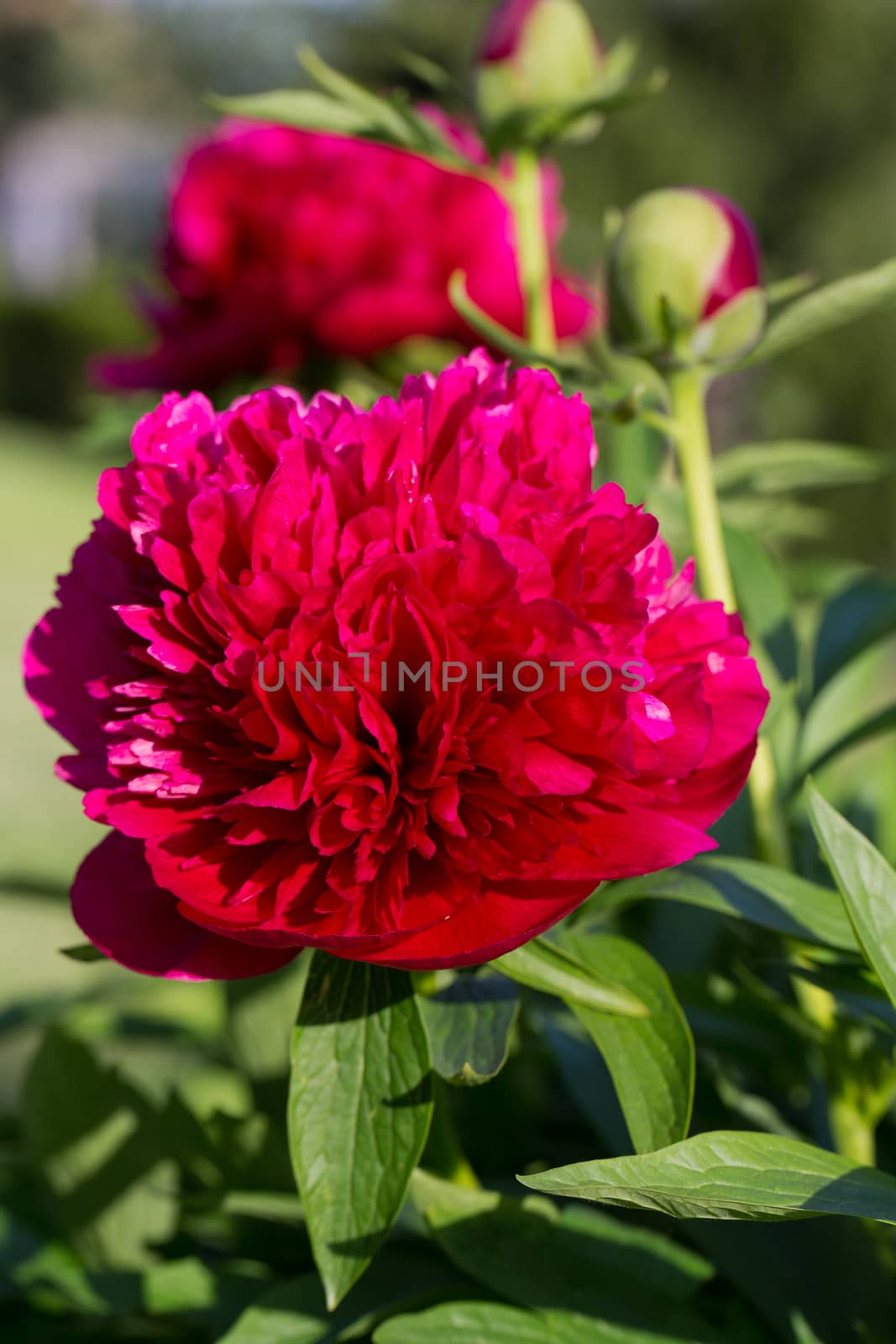 peonies, red flowers in the garden