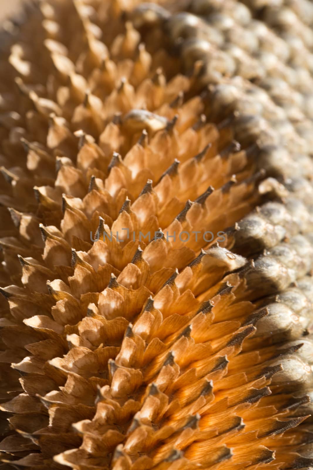 closeup of sunflower seeds