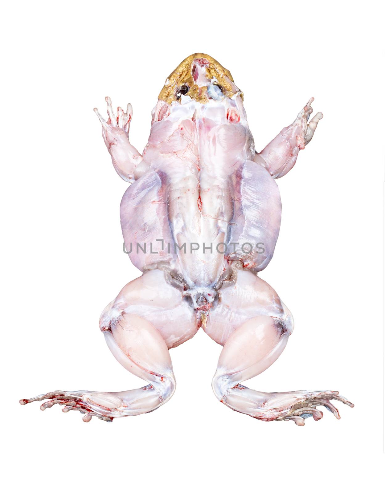 Frog top view with muscles isolated on white background