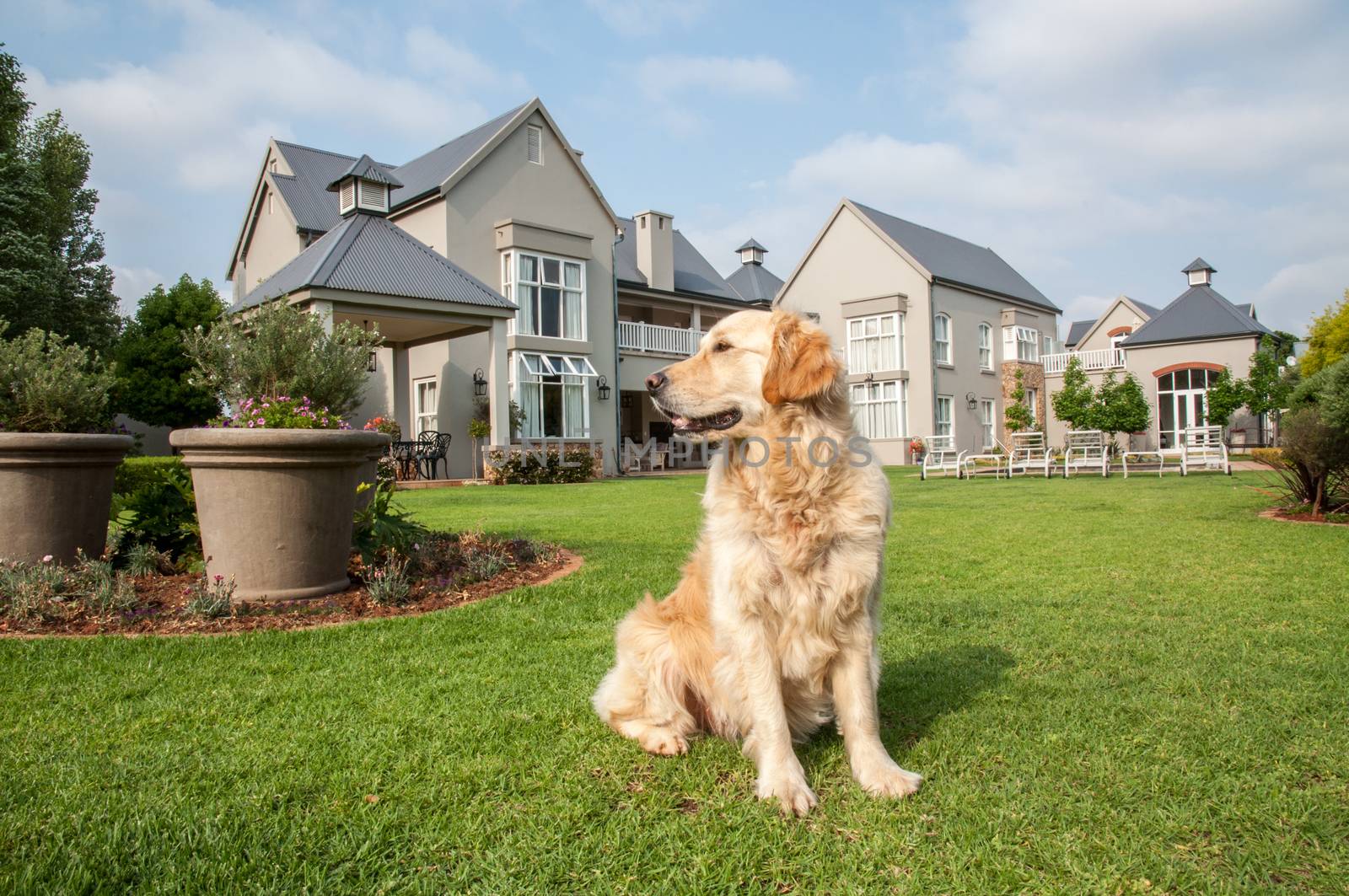 Golden Retriever at Home, sitting in the beautiful big garden of the big mansion house where she lives.