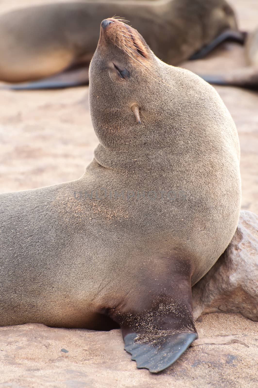 At acolony of Cape Fur Seals at Cape Cross on the Atlantic Ocean in Namibia.