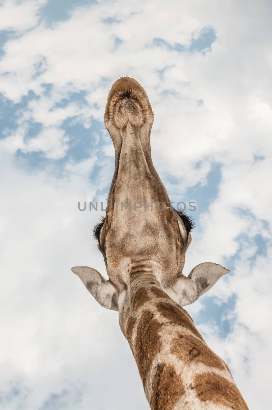 Close up photo of the neck and face of a giraffe, standing right above the viewer.