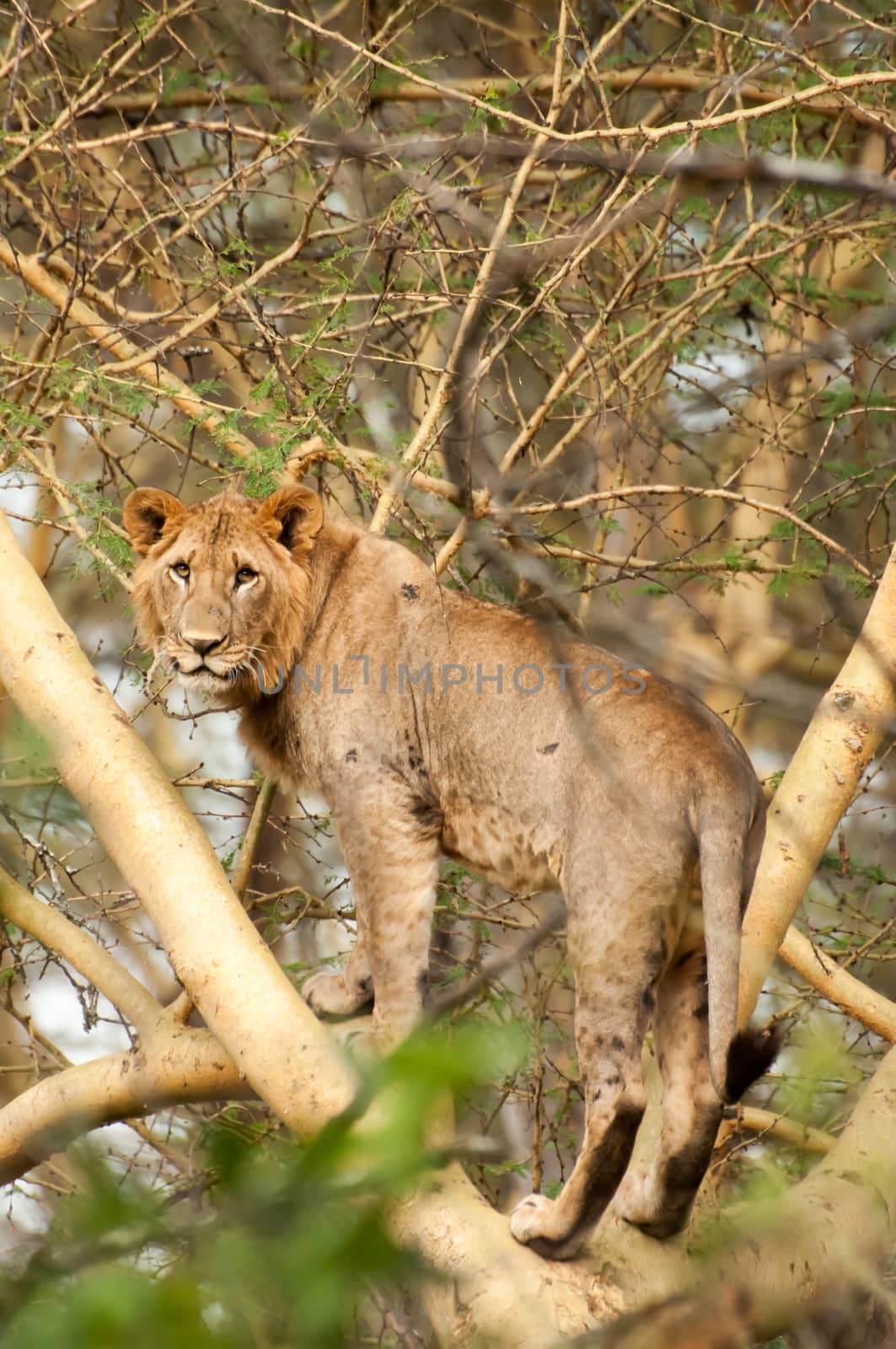 Young male lion standing in a branch of a yellow acacia and staring in the direction of the viewer.