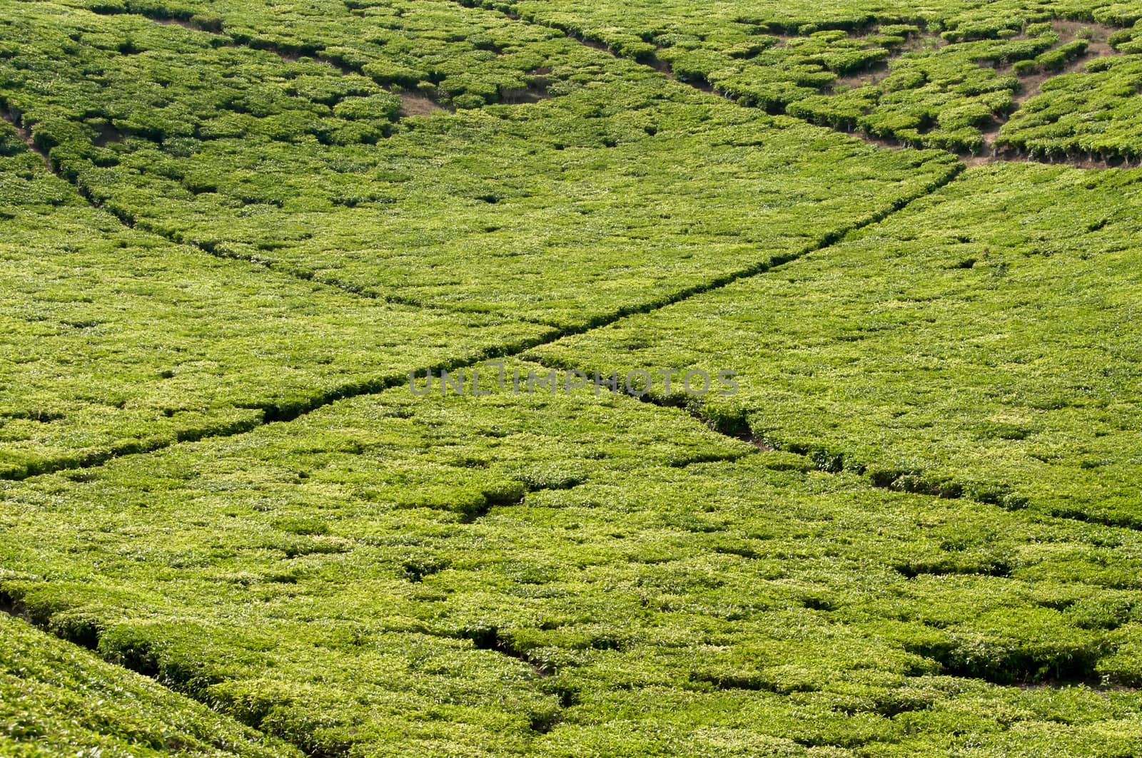 A View of a tea plantation in Tanzania, clearly showing the fastness of the farm, and the little walkways inbetween the tea plantations.