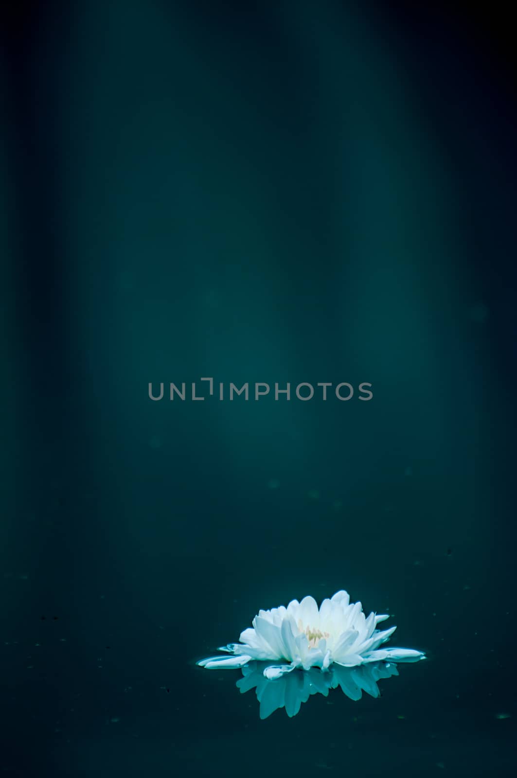 white flower drifting on water with lite beams coming down in the background.