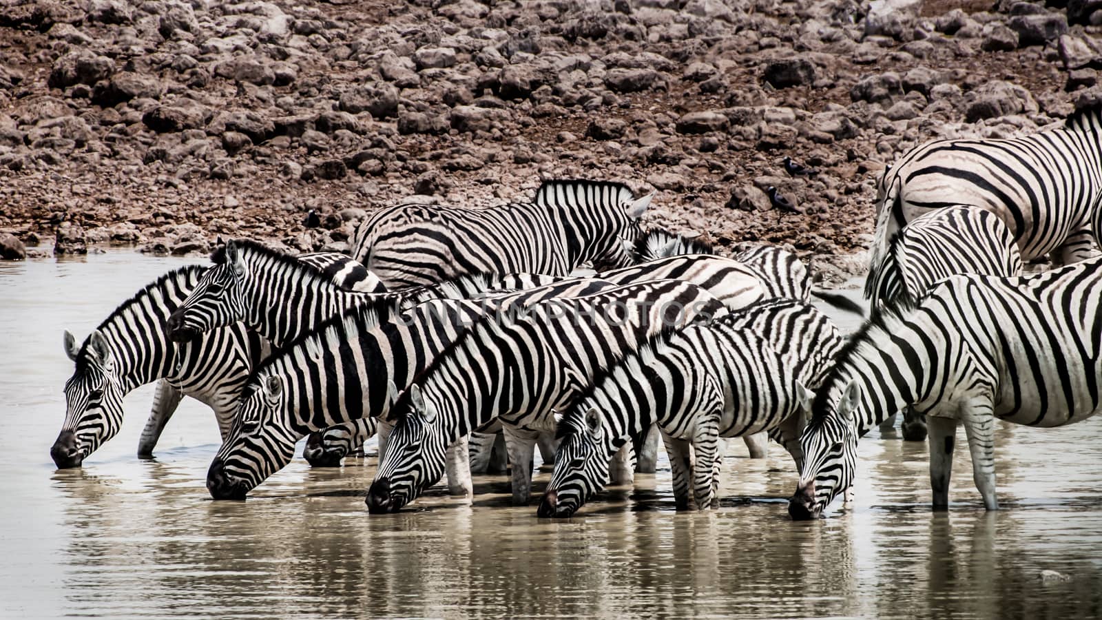 Zebras at the Waterhole by JFJacobsz