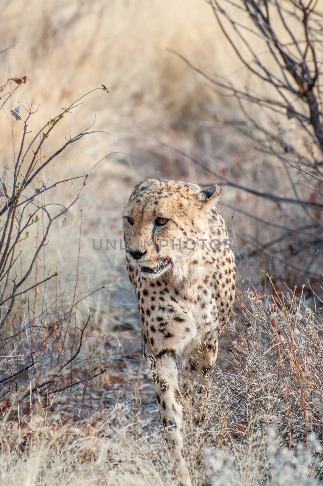 Cheeatah prowling in the drie African savanna grass, trying to find food.