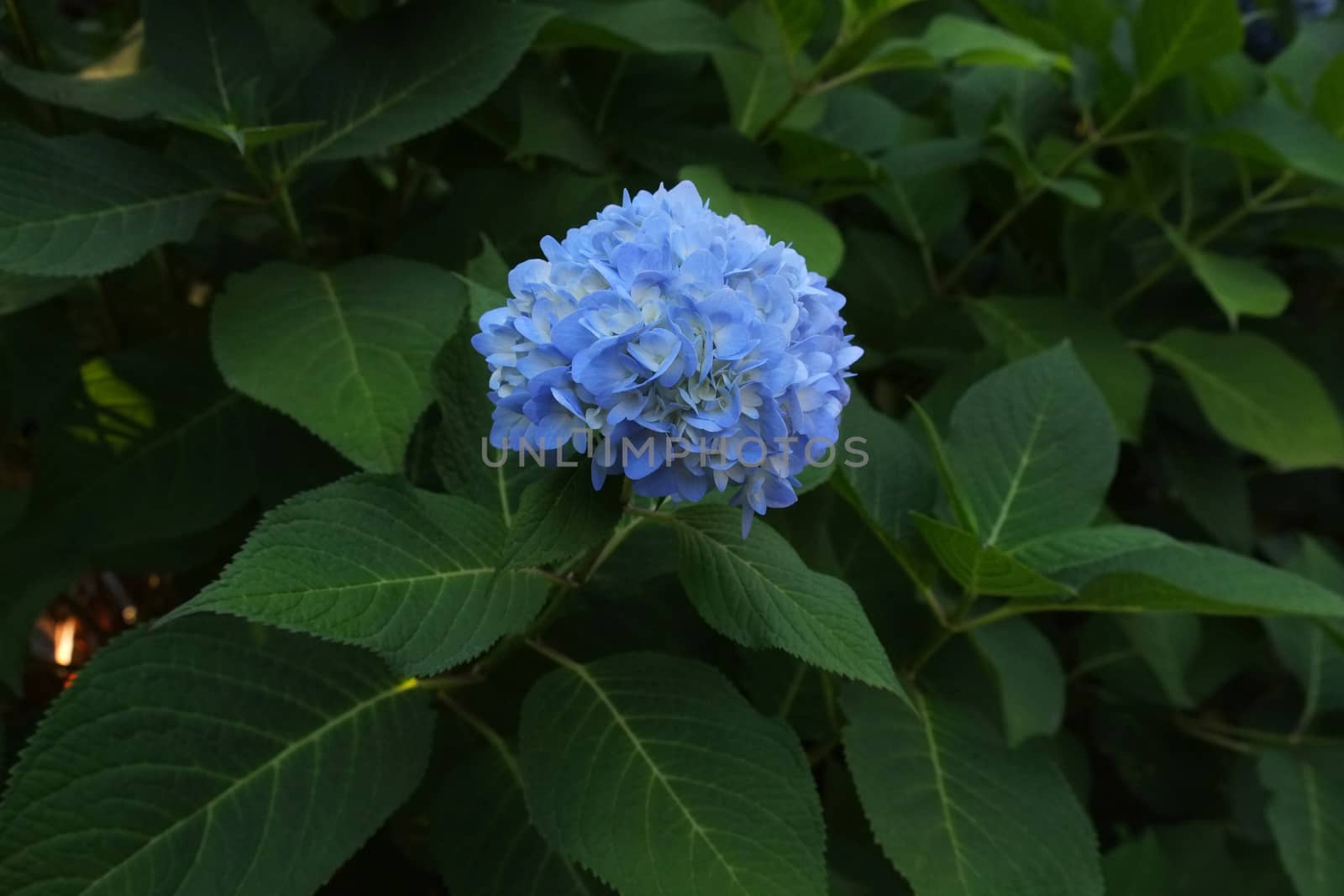 Blue hydrangea in full bloom in a bush in nature