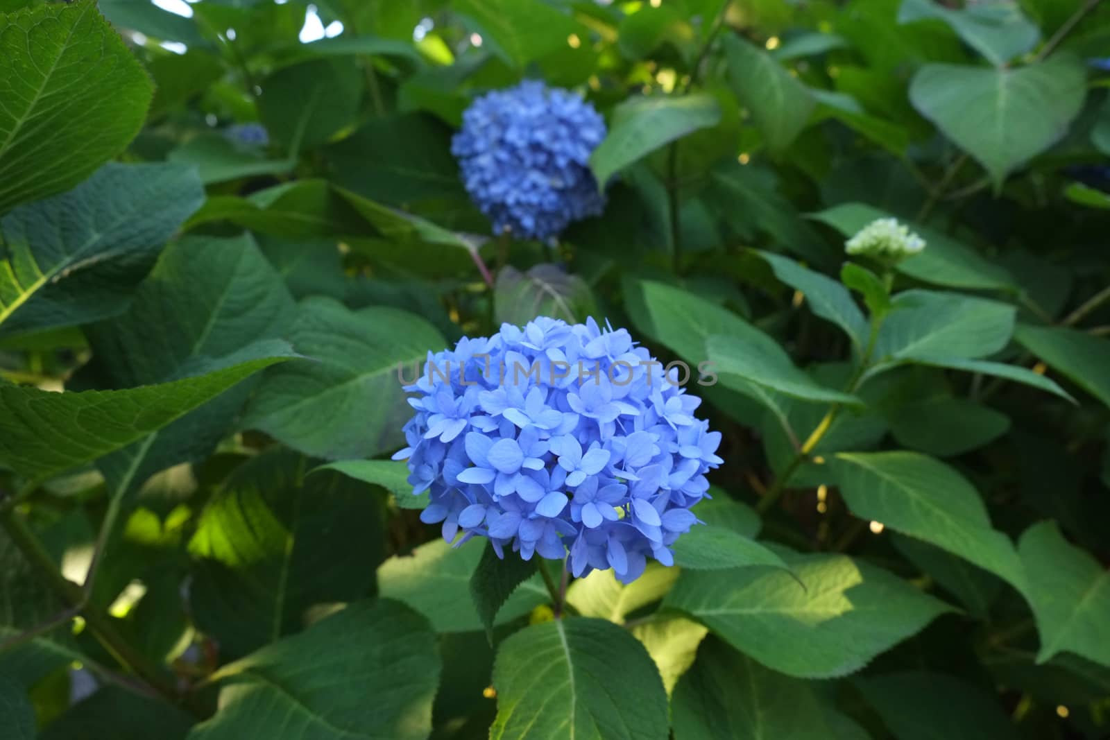 Blue hydrangea in full bloom in a bush in nature