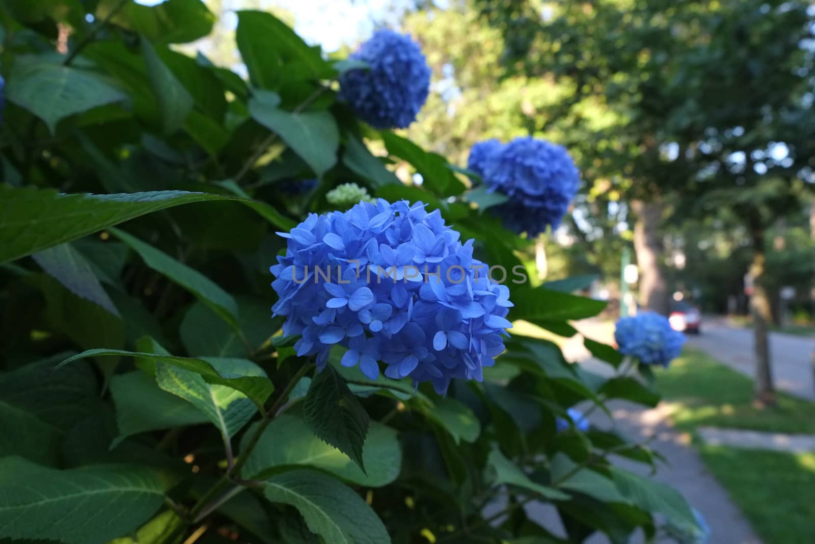 Blue hydrangea in full bloom in a bush in nature