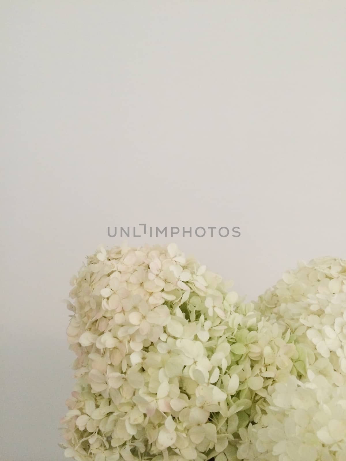 Bouquet of white hydrangeas by mmm