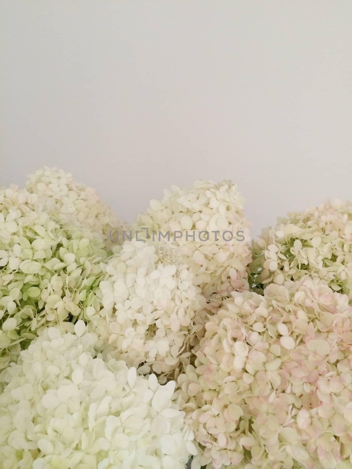 Bouquet of white hydrangeas closeup